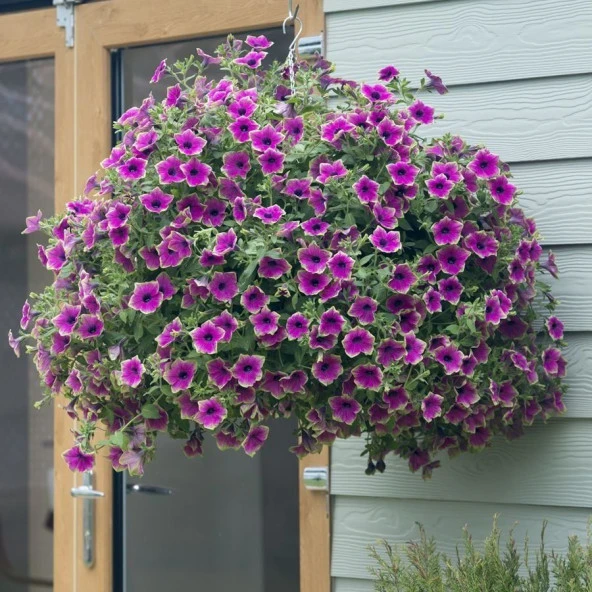 Sarkıcı Fortado Special Purple Green Edge Petunya Çiçeği Fidesi (2 Adet Fide) ürün görseli 1