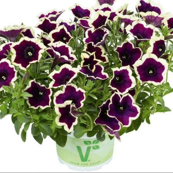 Sarkıcı Fortado Velvet Picotee Petunya Çiçeği Fidesi (2 Adet Fide) ürün görseli 1