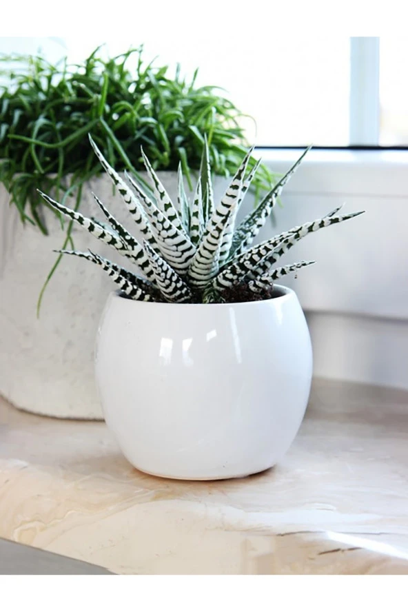 Zebra sukulent Haworthia Fasciata Alba beyaz benekli özel tür sukulent 8.5 cm kırmızı saksıda ürün görseli 1