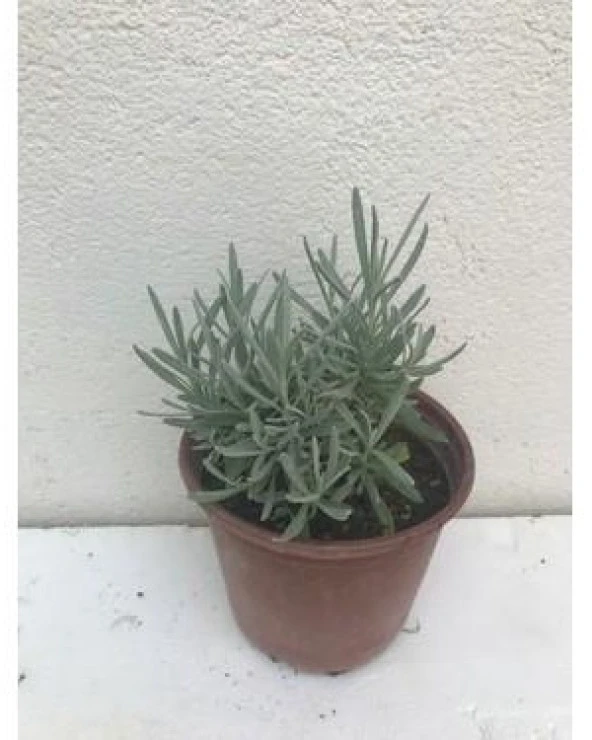 20 Adet 15-25 Cm Intermedia Bahçe Tipi Lavanta Fidanı ürün görseli 1