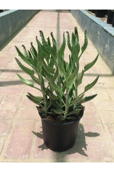 Kalanchoe Daigremontiana Echeveria Aşkın Gözyaşları Çiçeği 10-20 Cm ürün görseli 1