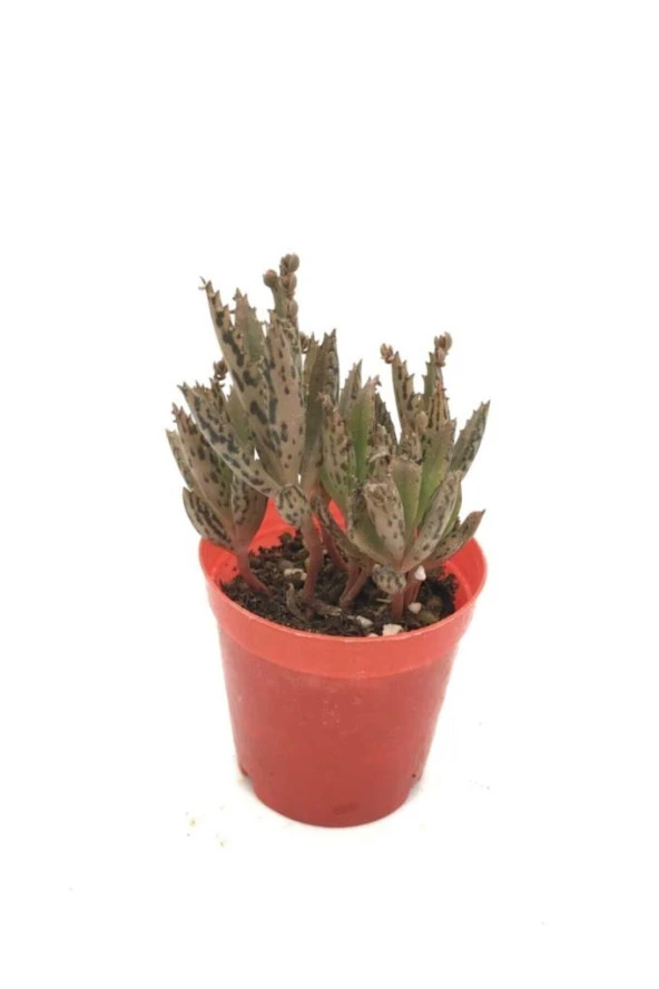 Kalanchoe Daigremontiana  Aşkın Gözyaşı Çiçeği ürün görseli 1