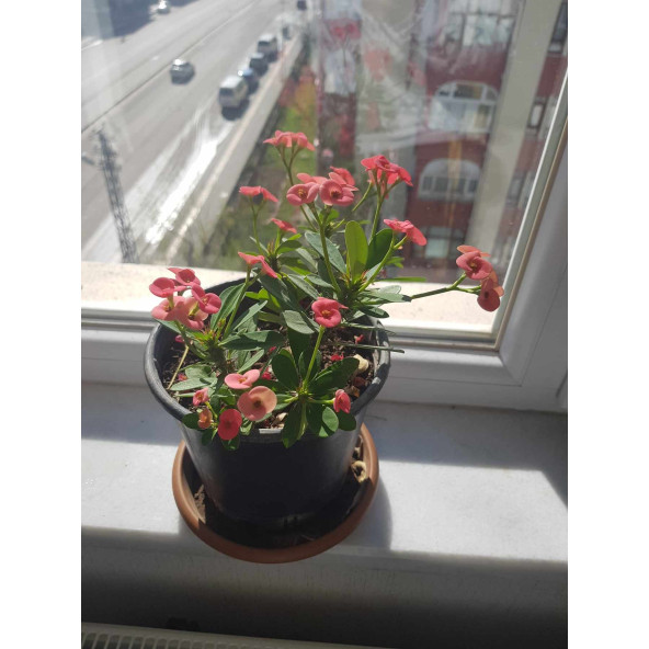 Dikenler Tacı Çiçeği Pembe Yetişmiş - Resim 4