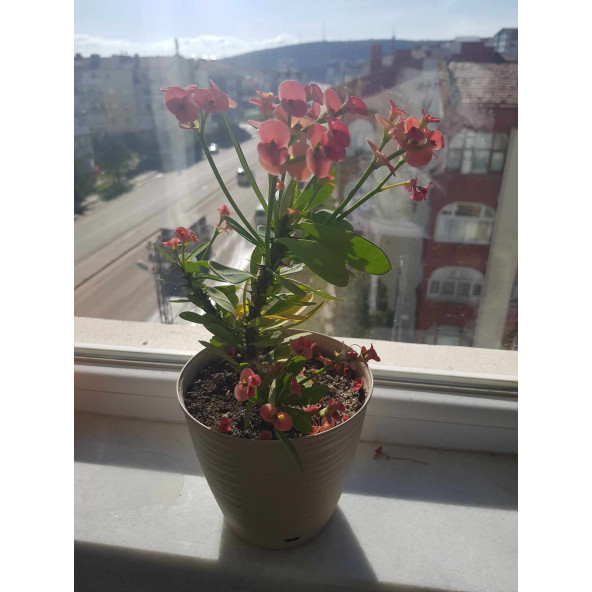 Dikenler Tacı Çiçeği Güzel Dekorasyon - Resim 4