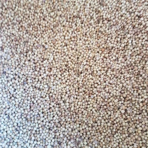 Kişniş  Baharat 250Gr ürün görseli 1