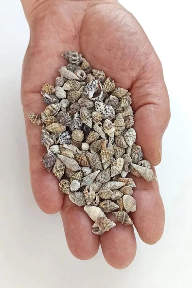 50 Gram Küçük Deniz Kabukları 206 ürün görseli 1
