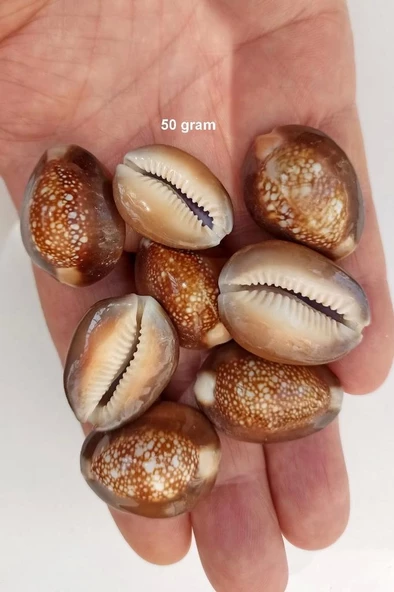 50 Gram Snake Head Cowry Deniz Kabukları 439 ürün görseli 1