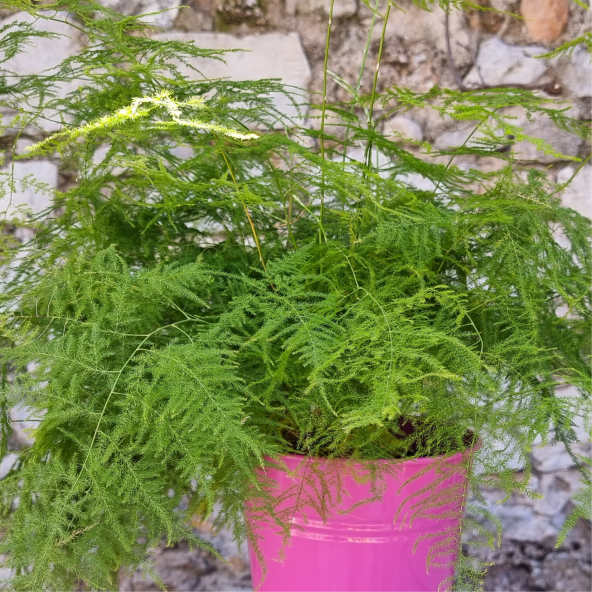 TÜL KUŞKONMAZ (ASPARAGUS PLUMOSUS) ürün görseli 1