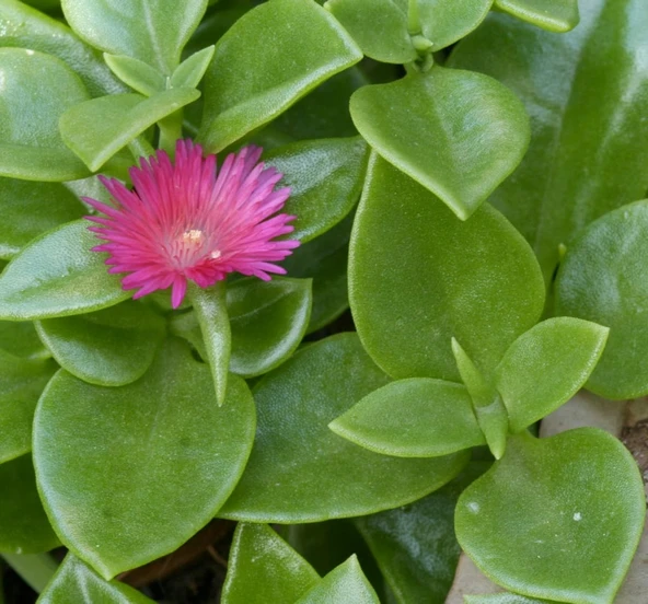 Buz Çiçeği Fidanı Mezar Kabir Çiçeği Aptenia Cordifolia 10-20 Cm ürün görseli 1