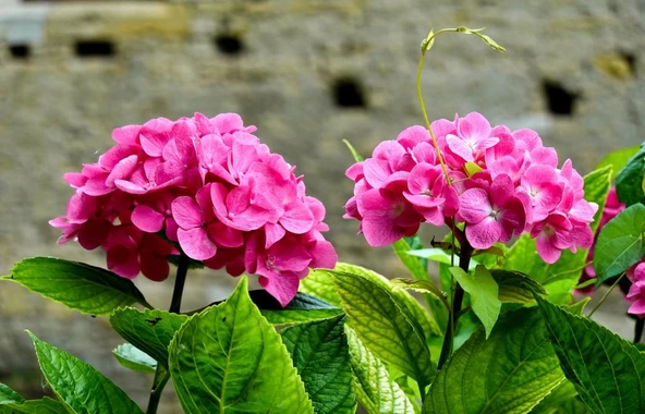 Açık Pembe Canlı Ortanca Çiçeği Fidanı 10-20 cm ürün görseli 1