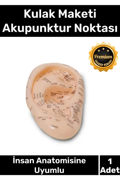 Özel Üretim Kaliteli İnsan Anatomisine Uyumlu Muayene Maket 20Cm Kulak Maketi Akupunktur Noktası ürün görseli 1
