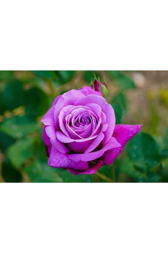 Ayc Botanik 5 Adet Purple Rose, Rosa Setigera Tohumu ürün görseli 1