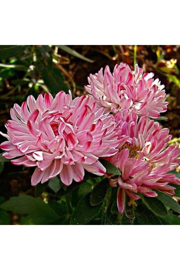 Ayc Botanik 10 Adet Natural Aster Milady Pink Heirloom Tohumu ürün görseli 1