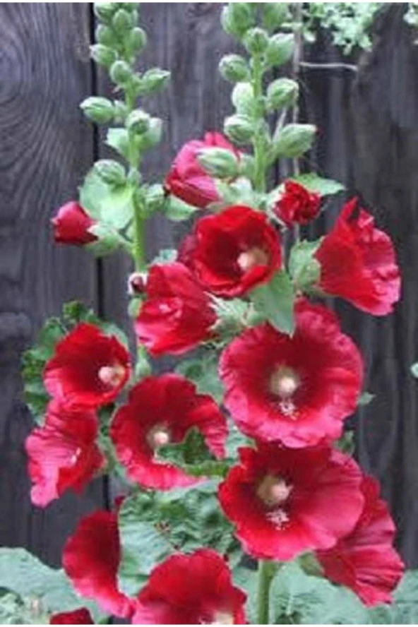 Ayc Botanik 20 Adet Mixed Colors Hollyhock Country Romance Tohumu ürün görseli 1