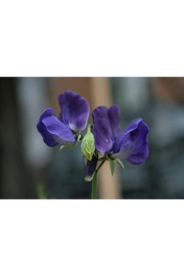 Ayc Botanik 5 Adet Natural Athyrus Odoratus Sweet Pea Denny Tohumu ürün görseli 1