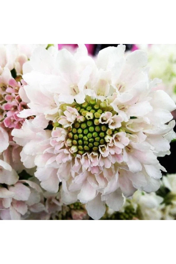 Ayc Botanik 5 Adet Scabiosa ‘fama White’ Tohumu ürün görseli 1