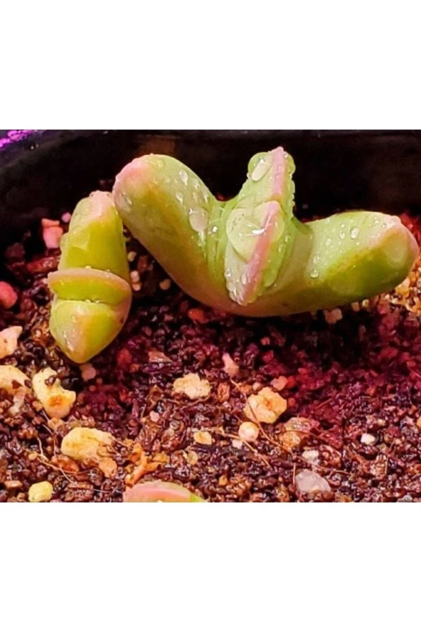 Ayc Botanik 10 Adet Bijlia Cana Succulent Tohumu ürün görseli 1