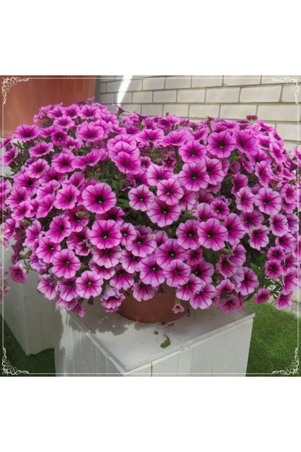Ayc Botanik 20 Adet Hanging Snowball Petunia Tohumu ürün görseli 1