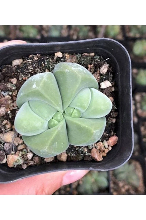Ayc Botanik 10 Adet Pleiospilos Succulent Tohumu ürün görseli 1