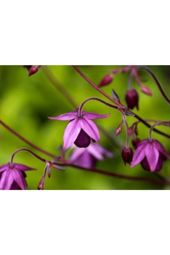 Ayc Botanik 5 Adet Sugar Plum Fairy Columbine Tohumu ürün görseli 1