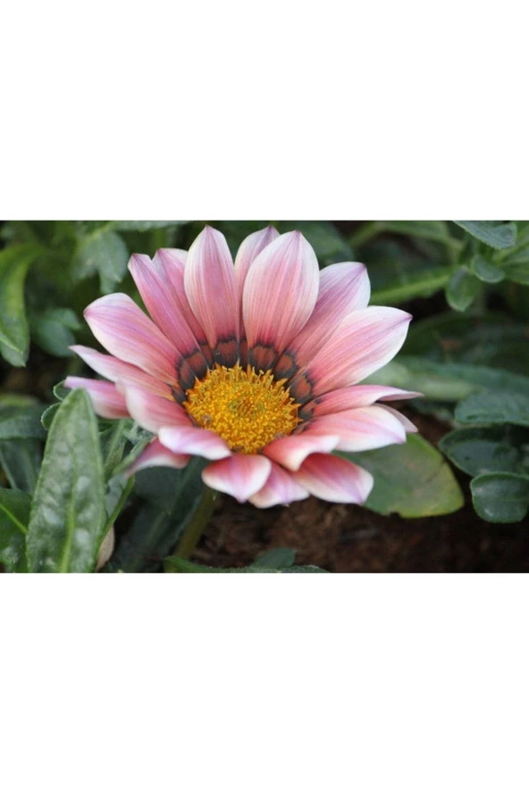 Ayc Botanik 10 Adet Pink White Gazania Tohumu ürün görseli 1