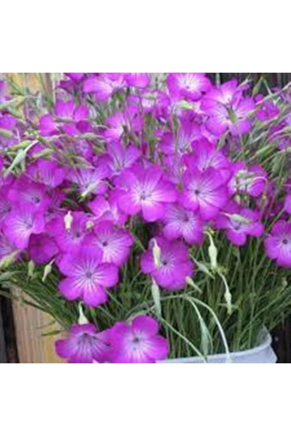 Ayc Botanik 5 Adet Lilac Rosea Agrostemma Githago Barberry Tohumu ürün görseli 1