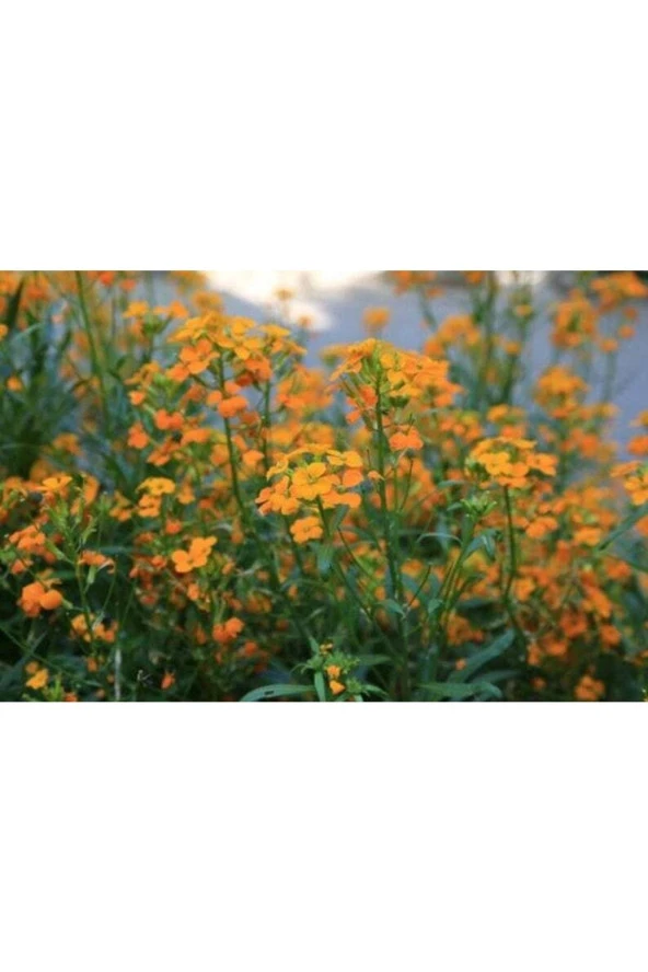 Ayc Botanik 20 Adet Siberian Wallflower Çiçek Tohumu ürün görseli 1