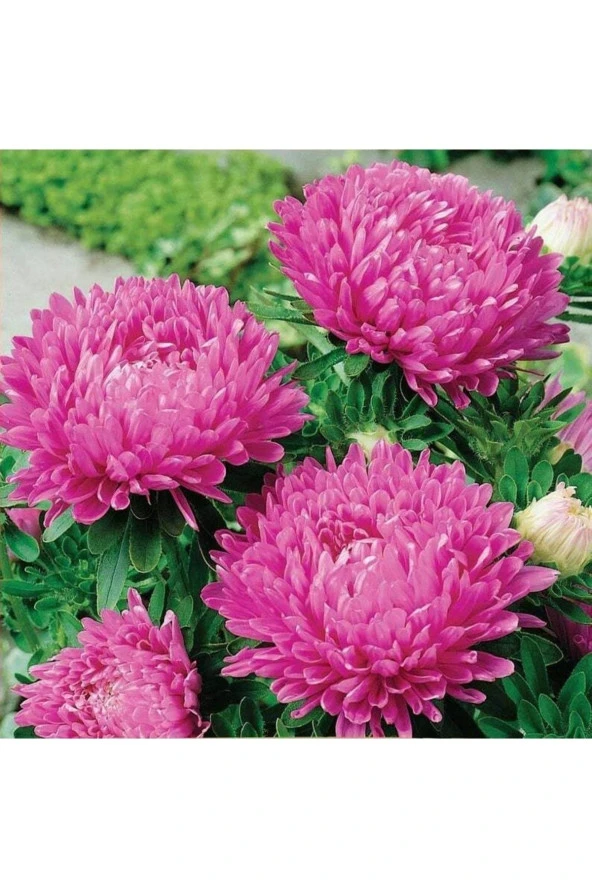 Ayc Botanik 10 Adet Aster Karmelita Pink Annual Tohumu ürün görseli 1