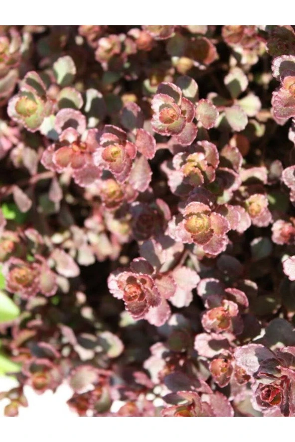 Ayc Botanik 10 Adet Red Dragons Blood Sedum Tohumu ürün görseli 1