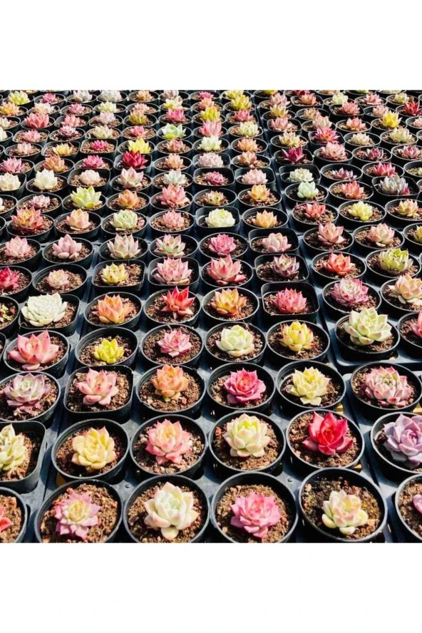 Ayc Botanik 10 Adet Mıx Echeveria Romeo Rubin Succulent Tohumu ürün görseli 1