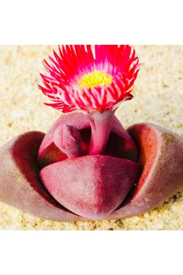 Ayc Botanik 10 Adet Pleiospilos 'royal Flush' Succulent Tohumu ürün görseli 1