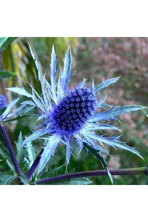 Ayc Botanik 10 Adet Blue Glitter Sea Holly Alpinum Tohumu ürün görseli 1