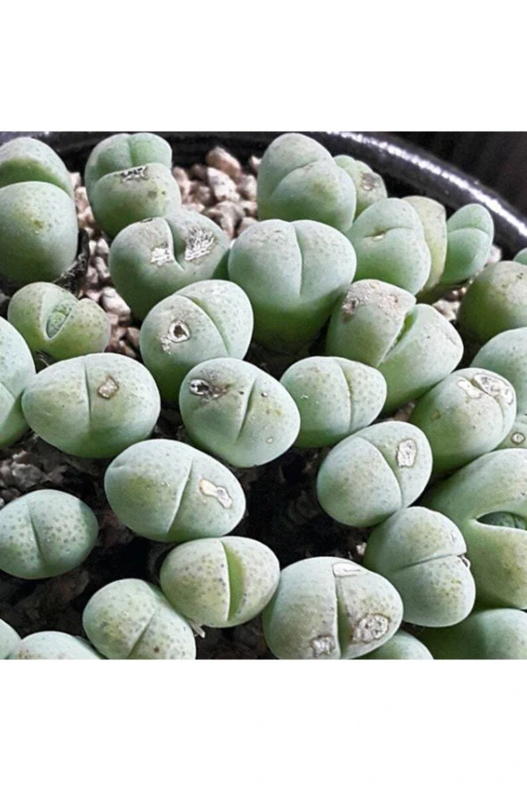 Ayc Botanik 10 Adet Vanheerdea Divergens Succulent Tohumu ürün görseli 1