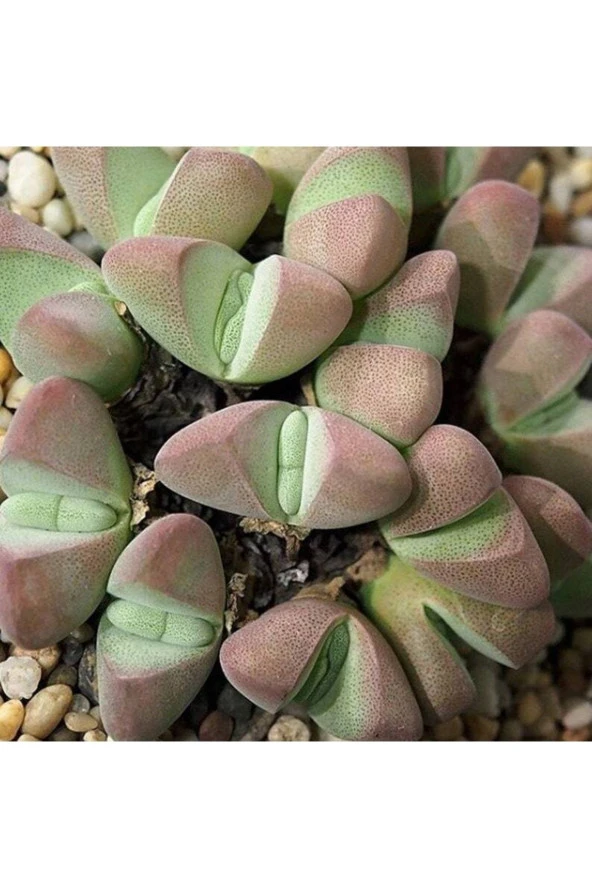 Ayc Botanik 10 Adet Ihlenfeldtia Vanzylii Succulent Tohumu ürün görseli 1