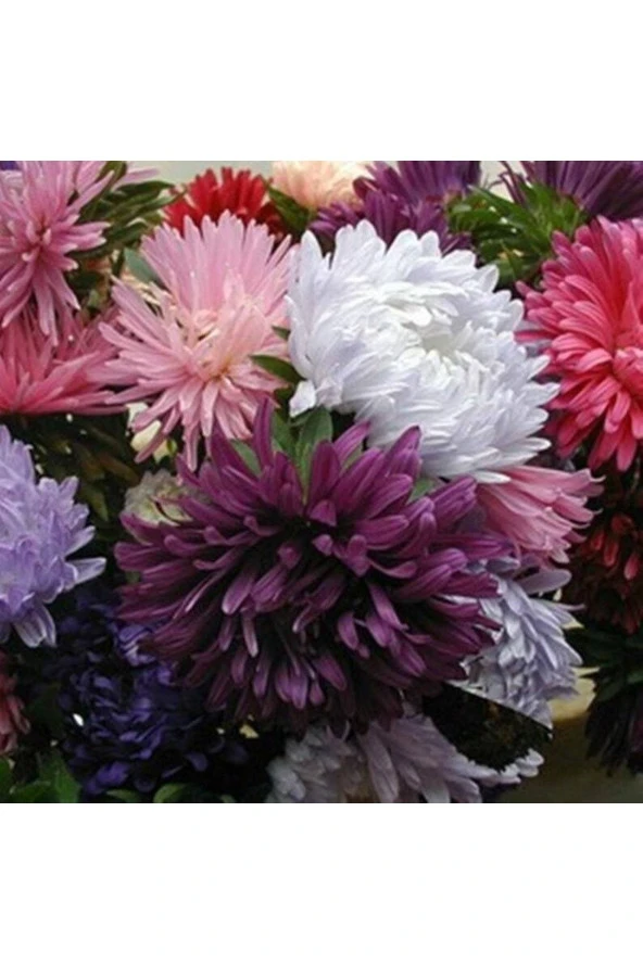 Ayc Botanik 10 Adet Natural Chrysanthem Aster Mix Heirloom Tohumu ürün görseli 1