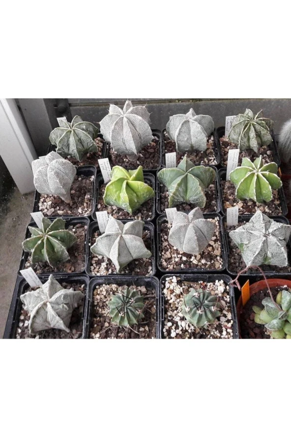 Ayc Botanik 10 Adet Mix Astrophytum Kaktüs Tohumu ürün görseli 1