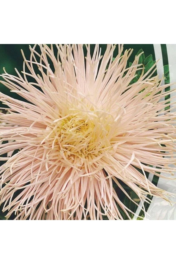 Ayc Botanik 10 Adet Natural Needle Aster Brunhilda Heirloom Tohumu ürün görseli 1