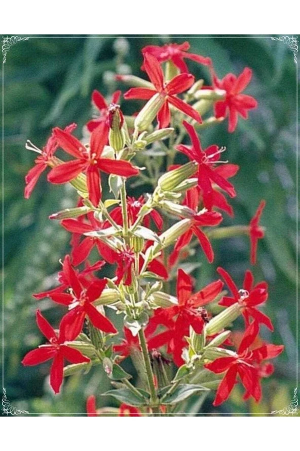 Ayc Botanik 10 Adet Rare Red Hat Silene Transplant Tohumu ürün görseli 1