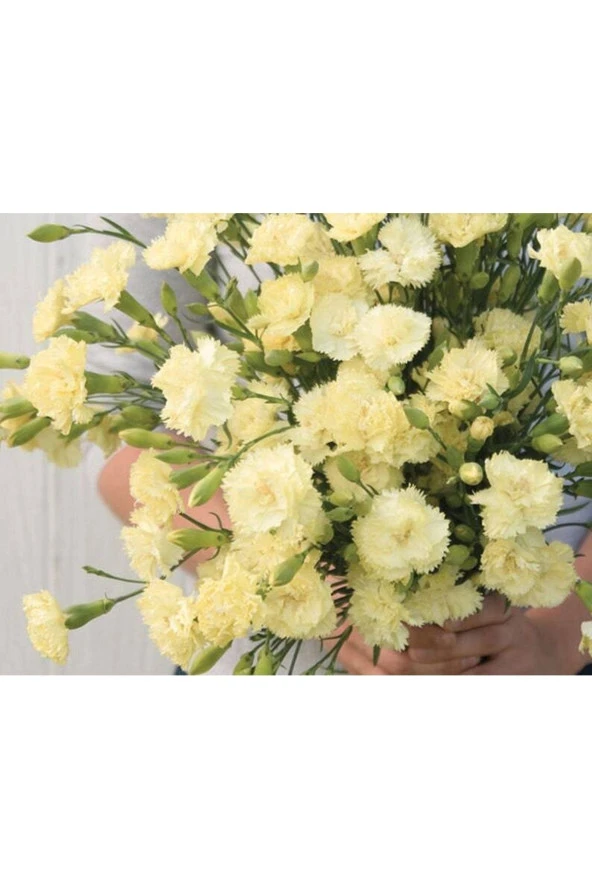 Ayc Botanik 10 Adet Heirloom Vintage Cream Yellow Carnation Tohumu ürün görseli 1