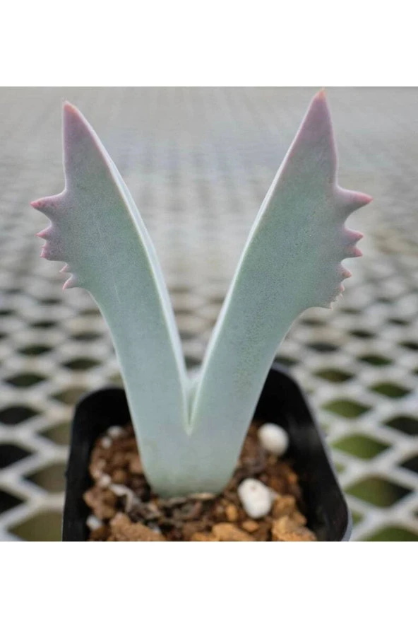 Ayc Botanik 10 Adet Cheiridopsis Species Mix Succulent Tohumu ürün görseli 1
