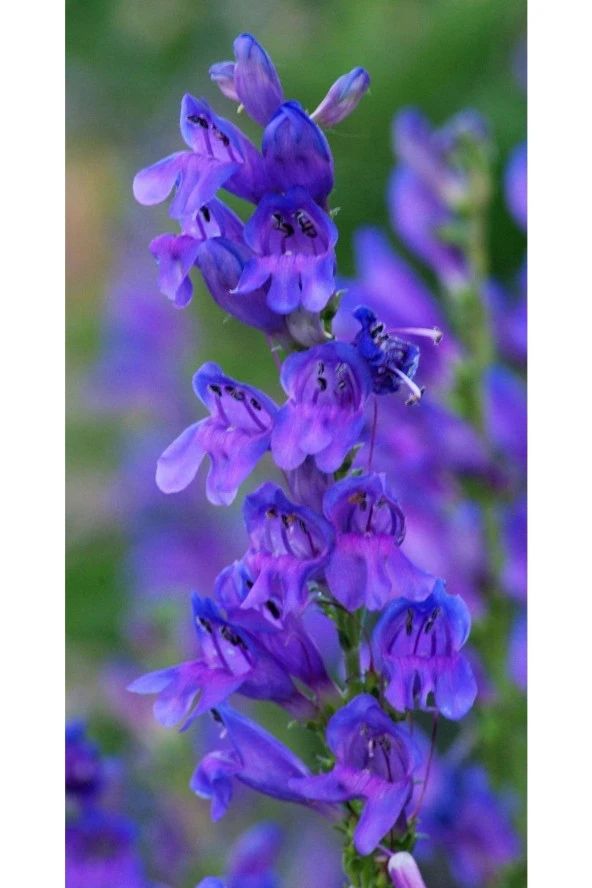 Ayc Botanik 10 Adet Blue Rocky Mountaın Beardtongue Tohumu ürün görseli 1