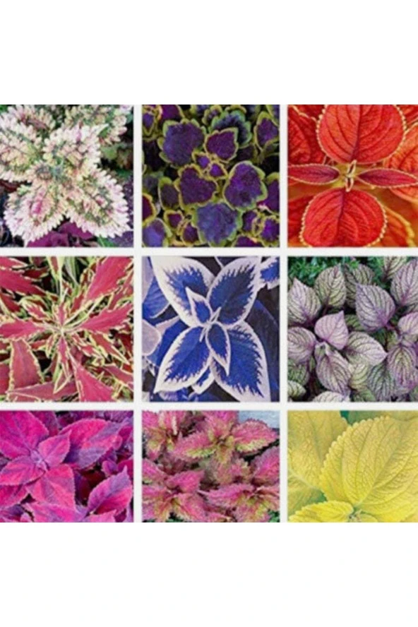 Ayc Botanik 20 Adet Rainbow Coleus Mix Colors Tohumu ürün görseli 1