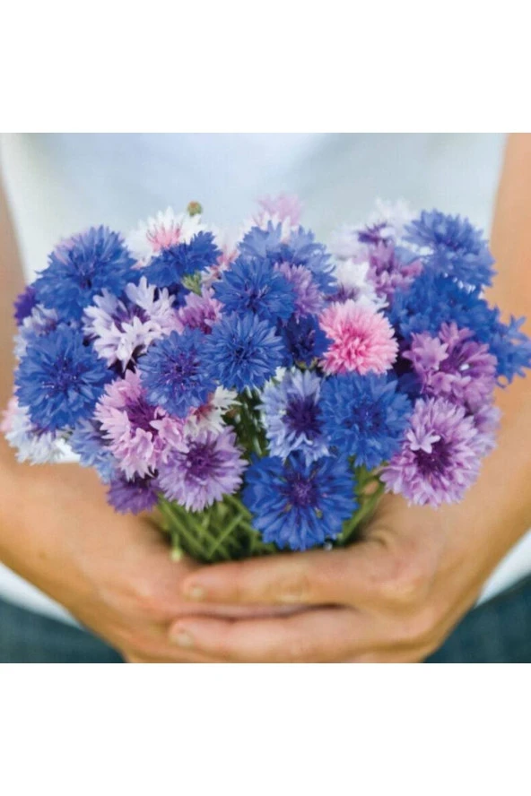 Ayc Botanik 10 Adet Cornflower Mix Tohumu ürün görseli 1