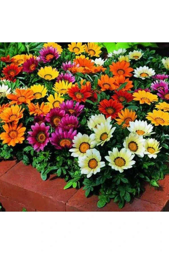 Ayc Botanik 10 Adet Gazania Mix Flower Tohumu ürün görseli 1