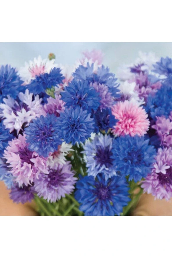 Ayc Botanik 10 Adet Cornflower Mix Tohumu - Resim 2