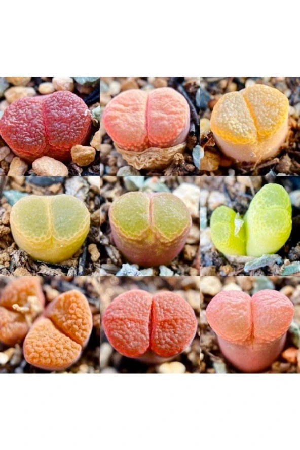 Ayc Botanik 10 Adet Mıx Ophthalmophyllum Succulent Tohumu ürün görseli 1