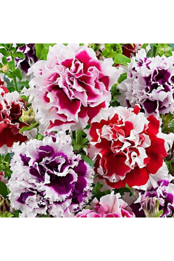 Ayc Botanik 10 Adet Petunia Pirouette Mix Tohumu ürün görseli 1