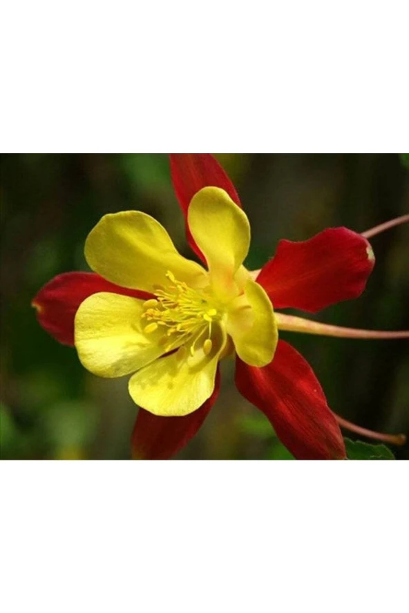 Ayc Botanik 10 Adet Columbine Aquilegia Vulgaris Tohumu ürün görseli 1