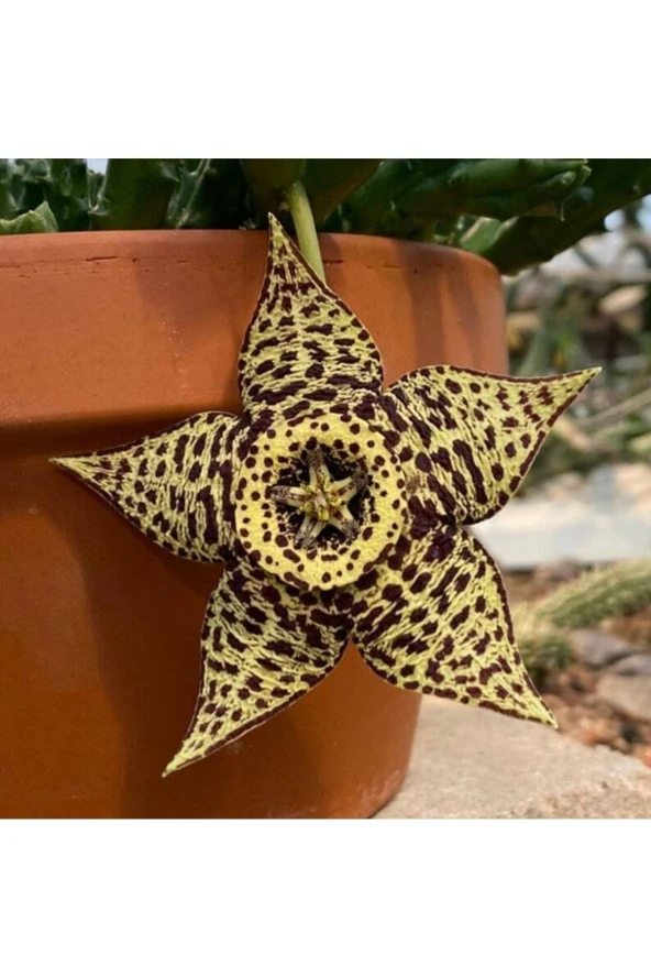 Ayc Botanik 10 Adet Orbea Variegata Succulent Tohumu ürün görseli 1