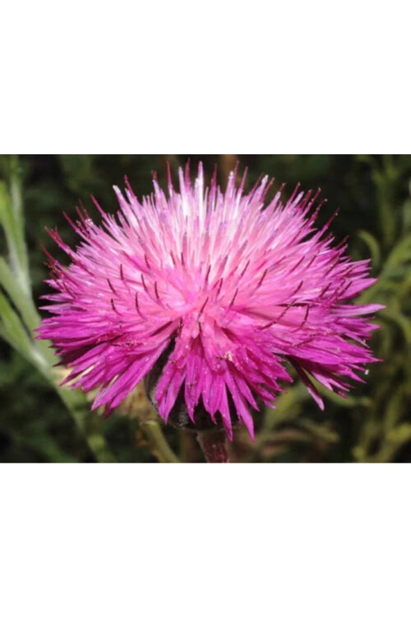 Ayc Botanik 10 Adet Natural Centaurea Royal Pink Tohumu ürün görseli 1